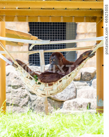 Orangutan relaxing in a hammock in the shadow 66925808