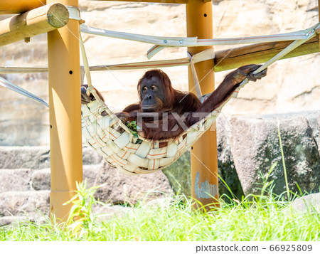 Orangutan relaxing in a hammock in the shadow 66925809