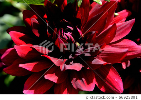 Dariya black butterfly 66925891