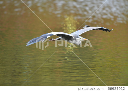 Flying Herons at the Shomeiji Aji pond 66925912