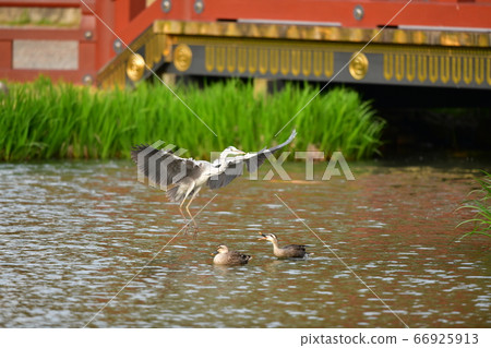 Flying Herons at the Shomeiji Aji pond 66925913