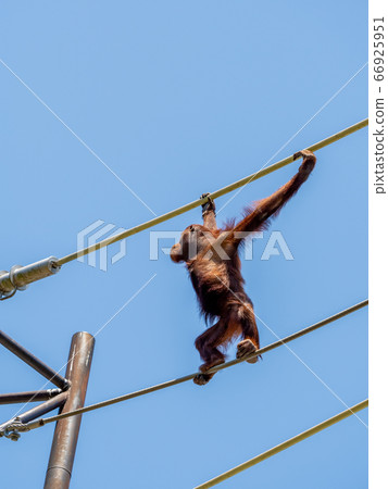 A children's orangutan who dexterously follows a rope and walks on the sky 66925951