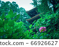 Temples and hydrangeas that get wet in the rain 66926627