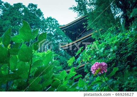 Temples and hydrangeas that get wet in the rain Temples and hydrangeas that get wet in the rain 66926627