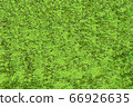 Beautiful green moss 66926635