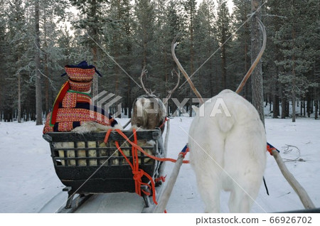 Finland, Luosto, reindeer sledding Finland, Luosto, reindeer sledding 66926702