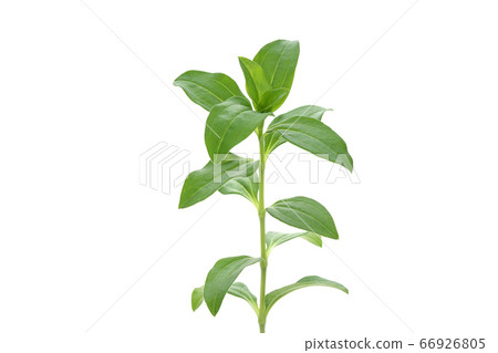 Thorpeat Thorpeat 66926805