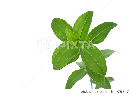 Thorpeat Thorpeat 66926807