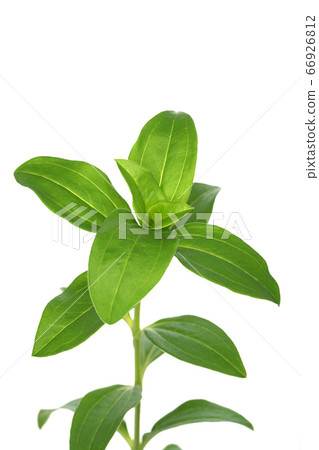 Thorpeat Thorpeat 66926812