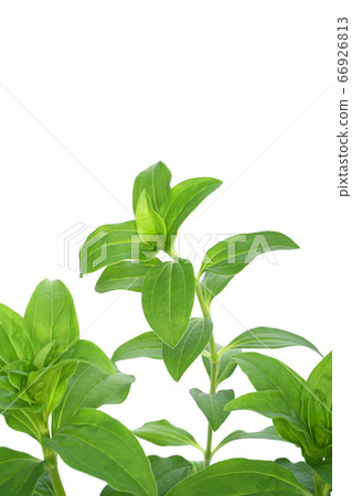 Thorpeat Thorpeat 66926813