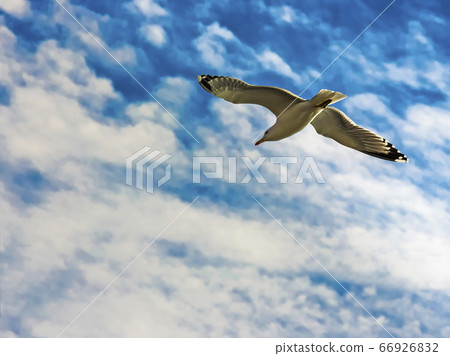 Yellow-legged seagull (Larus Michahellis) flying Yellow-legged seagull (Larus Michahellis) flying 66926832
