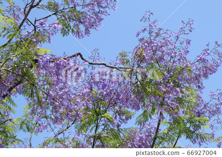 蘭花car屬植物花盛開 66927004