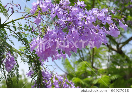 Jacaranda flowers in full bloom Jacaranda flowers in full bloom 66927018