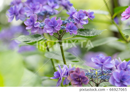 Sunbeams and Hydrangea Flowers Chiba Japan 66927065