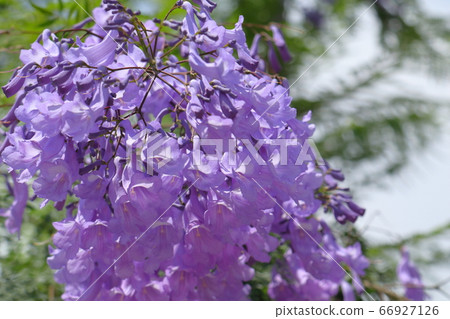 蘭花car屬植物花盛開 蘭花car屬植物花盛開 66927126