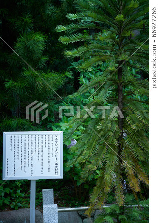 在大阪池田關西種植的侏羅紀樹 在大阪池田關西種植的侏羅紀樹 66927266