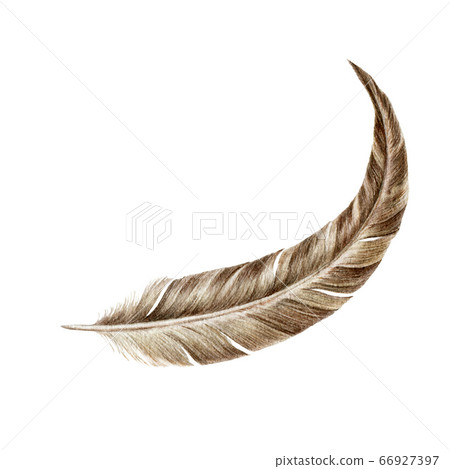 Single bird feather close up watercolor image.  66927397