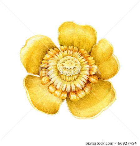 Yellow water lily flower watercolor illustration. Yellow water lily flower watercolor illustration. 66927454