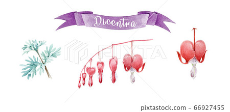 Dicentra flowers and leaves watercolor set. Dicentra flowers and leaves watercolor set. 66927455