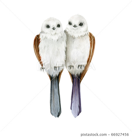 Long-tailed tit birds watercolor illustration. Long-tailed tit birds watercolor illustration. 66927456