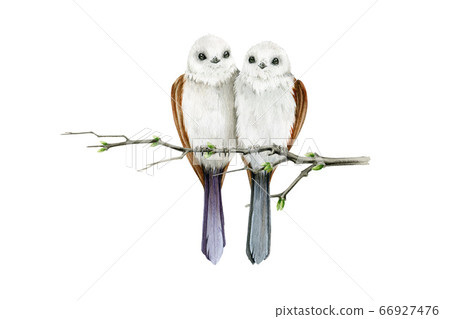Long-tailed tit birds on the branch illustration. Long-tailed tit birds on the branch illustration. 66927476