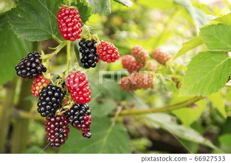 Blackberries that started to color in early summer 66927533