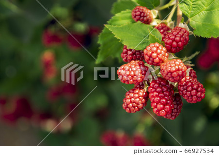 Blackberries that started to color in early summer 66927534