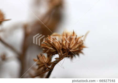 Dried flower from bouquet of flowers on white 66927548