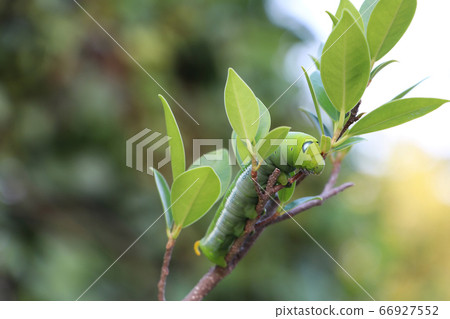 Oleander hawkmoth caterpillar  (Daphnis nerii, 66927552