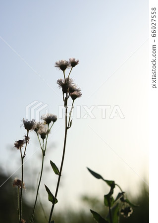 Himejoon flower 66927558