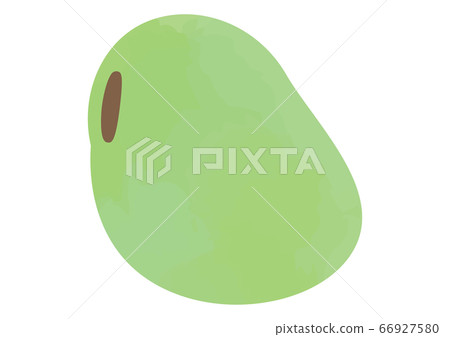 Illustration of broad beans Illustration of broad beans 66927580