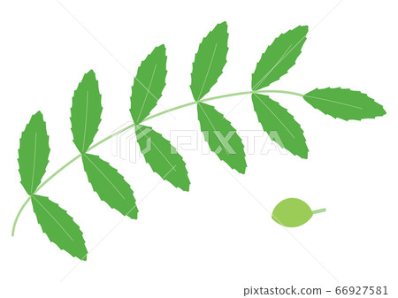 Illustration of leaves and fruits of Japanese pepper 66927581