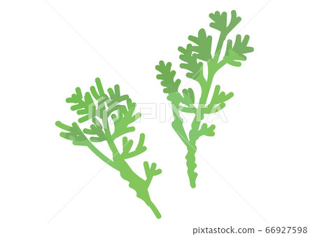 Shungiku illustration Shungiku illustration 66927598
