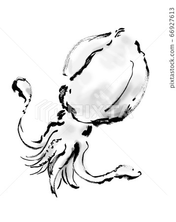Aori squid hand-drawn illustration Squid illustration 66927613