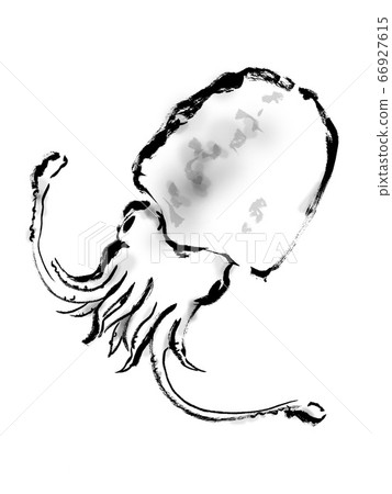 Hand drawn illustration of cuttlefish Illustration of squid Hand drawn illustration of cuttlefish Illustration of squid 66927615