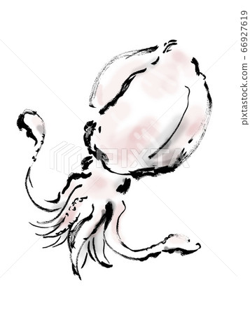 Aori squid hand-drawn illustration Squid illustration 66927619