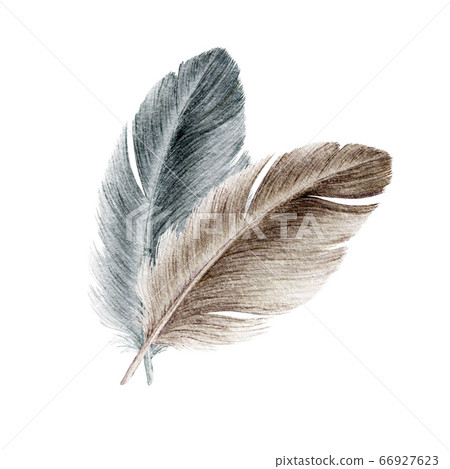 Bird grey and brown feather watercolor image.  66927623