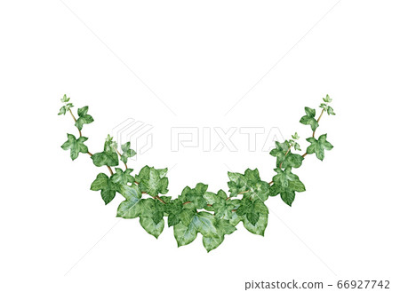 Ivy arch green bouquet watercolor illustration. Ivy arch green bouquet watercolor illustration. 66927742