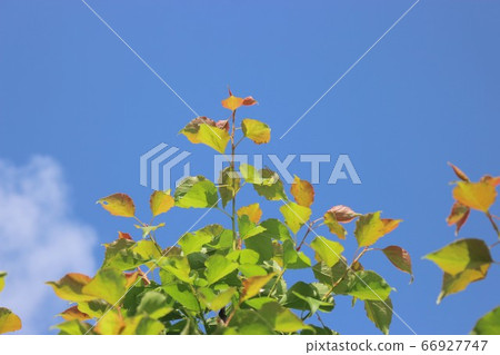 杏樹和六月的天空 杏樹和六月的天空 66927747