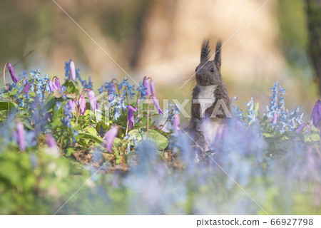 Flower field squirrel 2 66927798