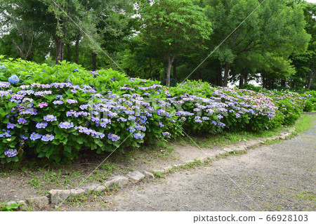 Hydrangea blooming in the rainy season Hydrangea blooming in the rainy season 66928103