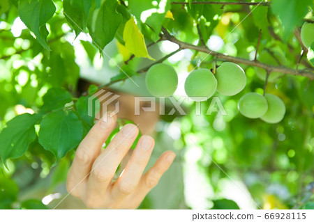Plum harvest Plum harvest 66928115