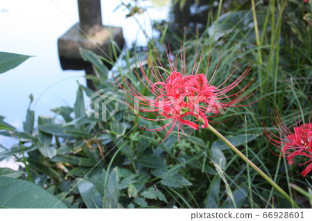 水旁文殊沙花 水旁文殊沙花 66928601