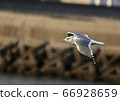 野鳥 66928659
