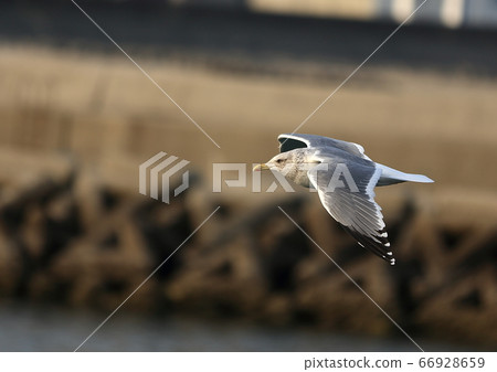 野鳥 野鳥 66928659