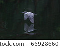 冠魚狗 66928660