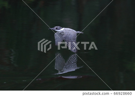 冠魚狗 66928660