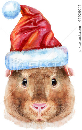 Watercolor portrait of Teddy guinea pig with Santa Watercolor portrait of Teddy guinea pig with Santa 66929045