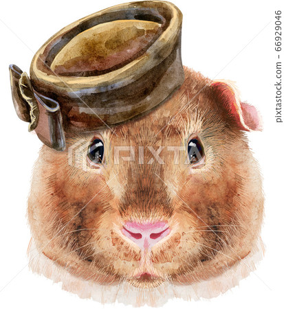 Watercolor portrait of Teddy guinea pig with brown Watercolor portrait of Teddy guinea pig with brown 66929046