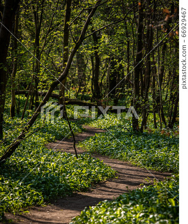 A trail in a sunlight woodland A trail in a sunlight woodland 66929467